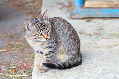 Tiere am Bauernhof Mairing